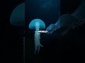 Secrets of the Mariana Trench: Life in the Abyss!