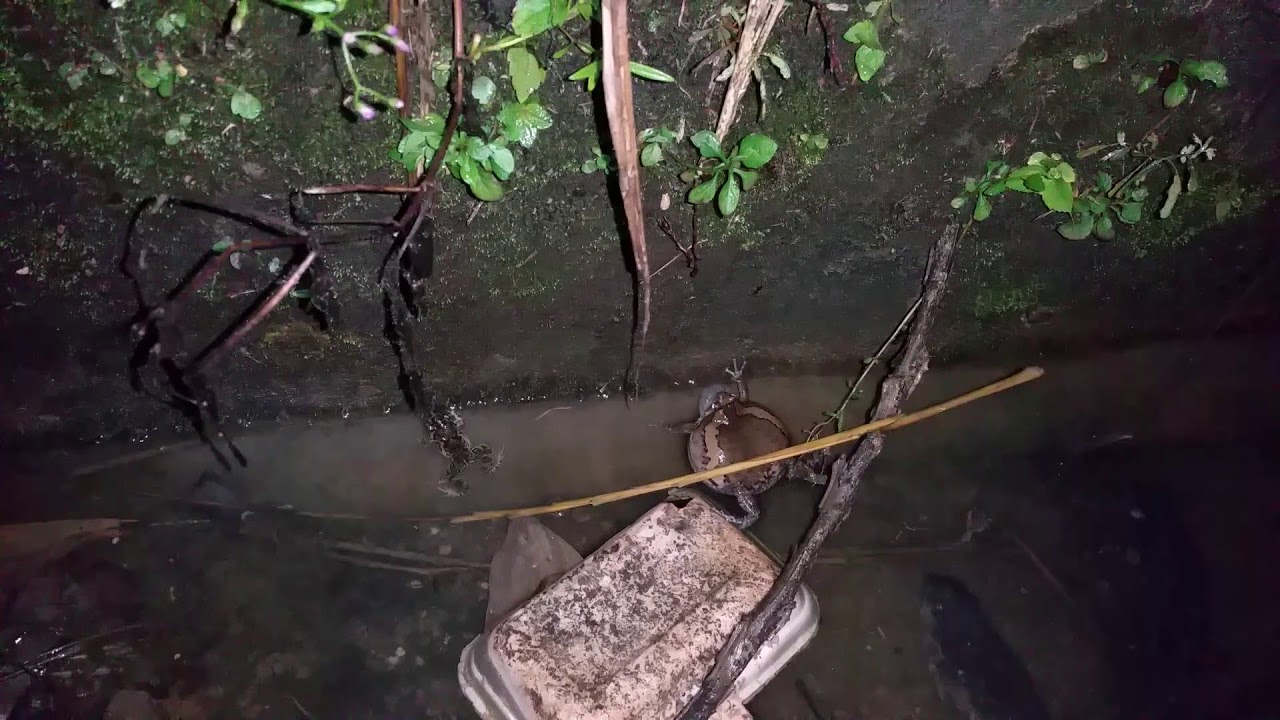 snake oil Banded bullfrog (Kaloula pulchra) singing. Malaysia, 2017