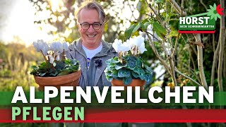 Alpenveilchen pflegen, Stauden pflanzen, Beete mulchen – 3 Gartentipps | Horst sein Schrebergarten