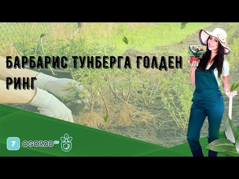 Барбарис Тунберга Голден Ринг