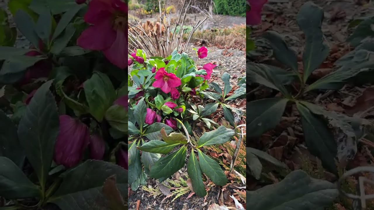 Helleborus x lemperii «Леона» и «Кэти»