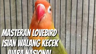 Masteran lovebird isian walang kecek juara nasional