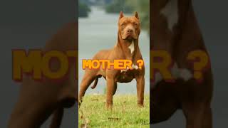 Rottweiler Pitbull Mix 😍😱 Dog Breed 🐕  #short #dog #cutedog #puppy