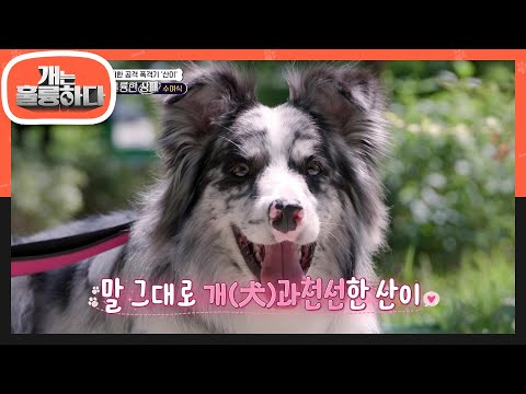 강렬했던 산이와의 첫 만남! 무자비한 공격 폭격기에서 주책바가지(?)가 된 산이?!🤣 [개는 훌륭하다/Dogs Are Incredible] | KBS 240617 방송