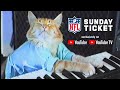 Football cat  nfl sunday ticket is coming soon to youtube tv
