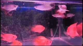 RTG Arowana Comm (Juvenile)
