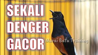 PANCINGAN MURAI BATU GACOR BONGKAR Materi , NAIKKAN EMOSI MURAI BATU MALAS BUNYI AGAR GACOR dor