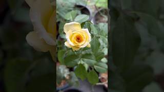 David Austin Rose in Summer June 18 #davidaustinroses #gardening #shorts
