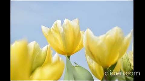 المصحف المعلم مشارى راشد ترديد اطفال جزء عم سورة النبأ