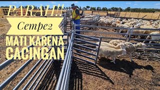 Domba Sakit dan Mati , Karena Parasit dan Cacingan Akibat Banjir #ternak #domba #dorper #beternak