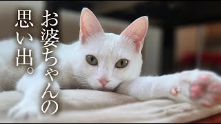 Download Lagu お婆ちゃんが子供の頃に飼っていた猫の話し。 MP3 Download Lagu お婆ちゃんが子供の頃に飼っていた猫の話し。 MP3