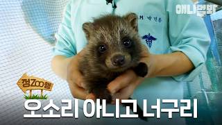 [#정ZOO행] 오소리보단 너구리가 더 귀엽지! 그치? | EP.17 #TV동물농장 #AnimalFarm #애니멀봐