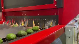 Avor |  AWETA avocado Sortmachine