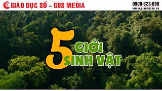 Giới sinh vật là gì? Phân chia giới sinh vật như thế nào?