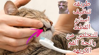 طريقه تنظيف اسنان القطط للتخلص من رائحة الفم الكريهة جربنا لاول مره مع روميو شوفو عمل اي