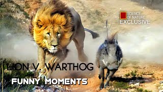 Lion King Surprised by Warthog Piglet | Funny Moments in the Animal Kingdom  #Exclusive