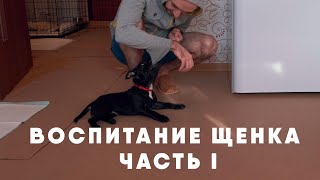 Воспитание щенка. Часть I