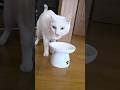 今のシロ。 #保護猫 #猫 #猫のいる暮らし