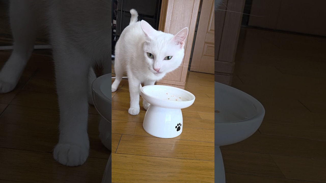 今のシロ。 #保護猫 #猫 #猫のいる暮らし