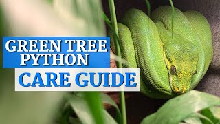 Green Tree Python InDepth Care Guide