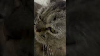 It’s me Smoky | #youtubeshorts #shortsfeed #percat