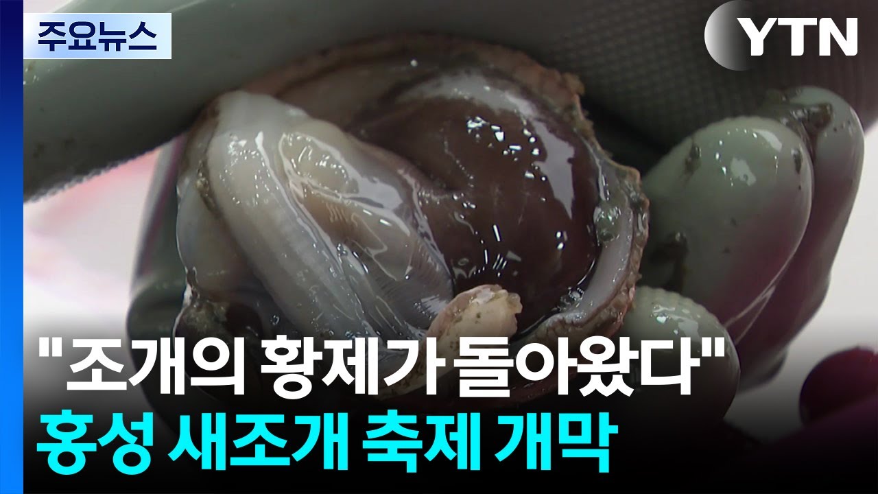 "조개의 황제가 돌아왔다"...홍성 새조개 축제 개막 / YTN
