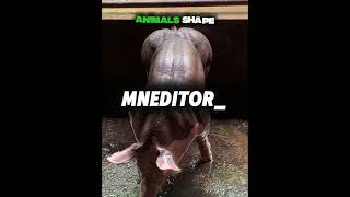 ANIMALS SHAPE🔥💀#edit #viral #fyp #aura #satisfying #skull #animals #shape