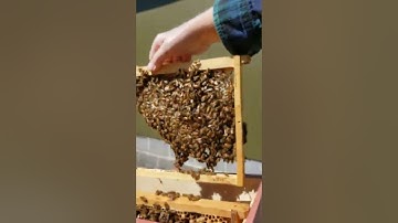 making up a nuc as a walk away split