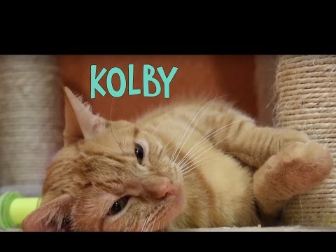 RSPCA Kolby