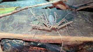 Whip Spider In Phom Proek, Battambang