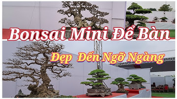 ZBV-HL2:Bàn Bonsai Mini để bàn với nhiều tác phẩm chân quý tại Triển lãm Hoàng Long Thanh Hóa!
