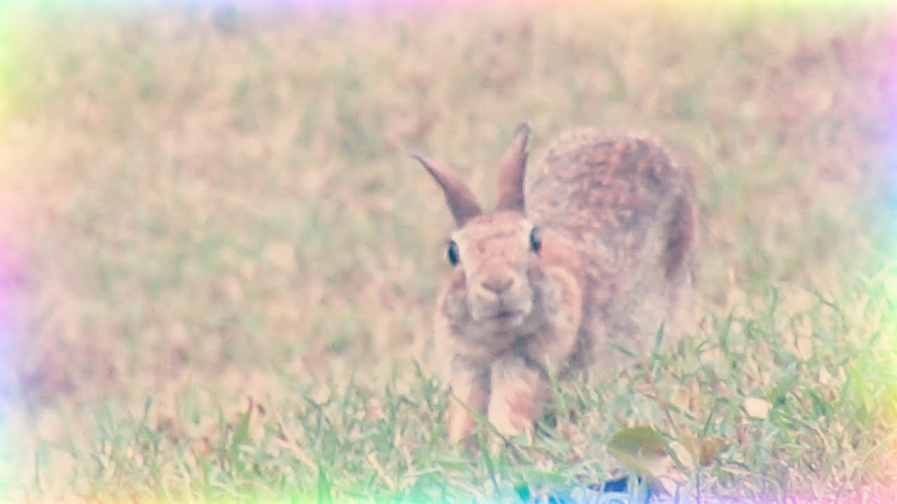 Wild Rabbit stretches YouTube