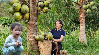 Harvest Coconut Goes To The Market sell  Build Fences To Create a Playground For Pets | Lý Phúc An