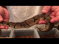 African Import Ball pythons , new genes??