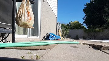 CRAZY Wasp flying slow motion with grasshopper