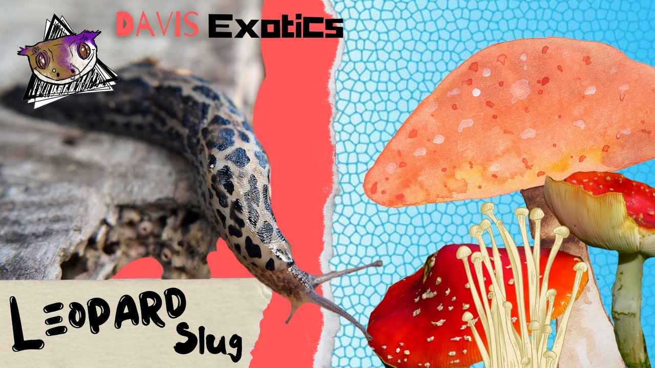 Snotwad the leopard slug