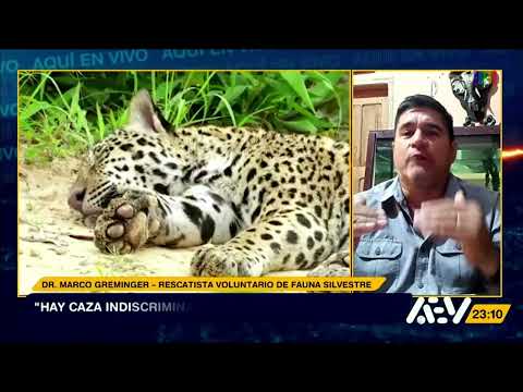 Jaguar biocide in Beni: Marco Greminger explains the importance of preserving this species