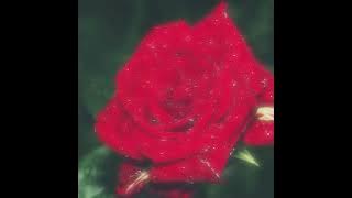 John Tyler - Euphoria