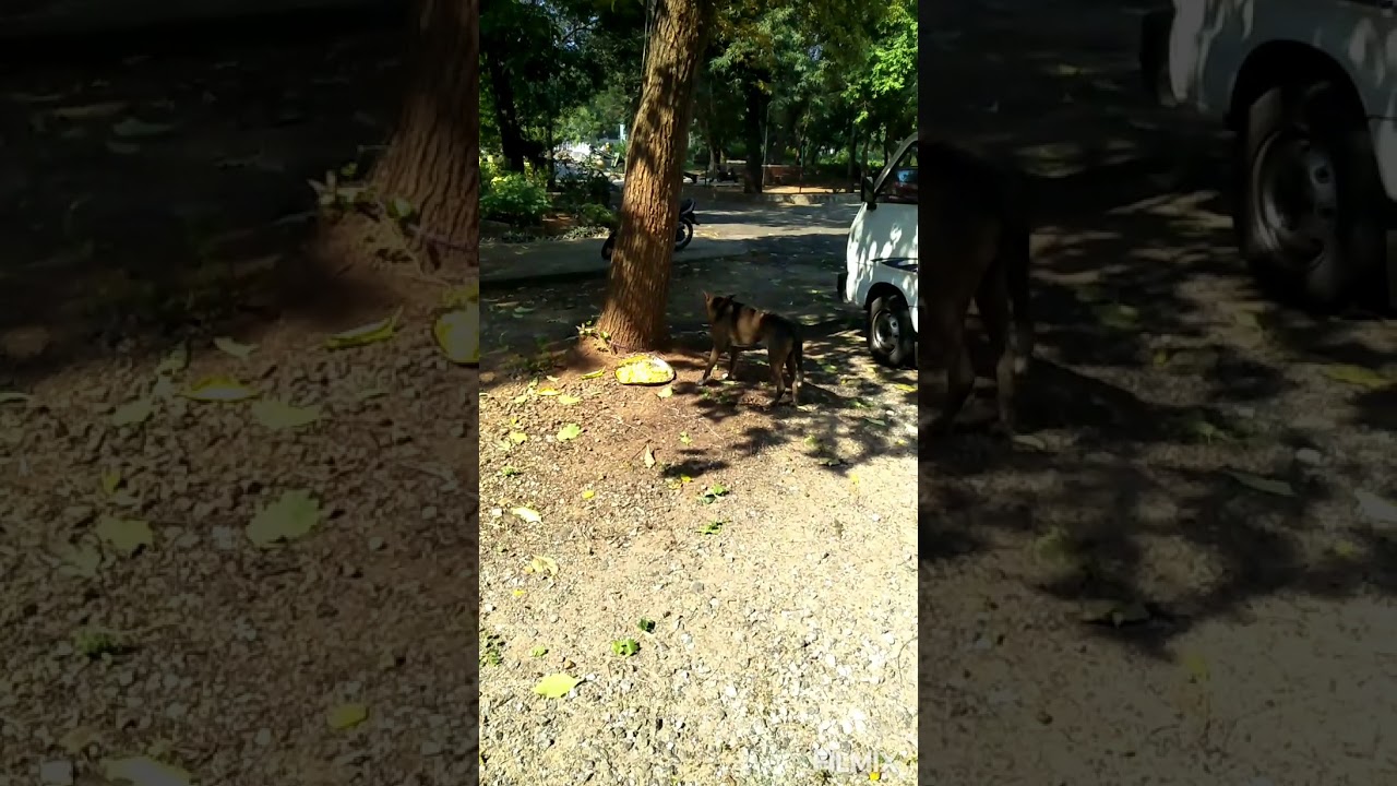 Dogs Affected With Rabies, Unfortunately I Couldn't Save These Two Dogs