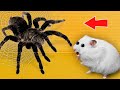 🕷Spider - Hamster Maze with Traps 💀 [OBSTACLE COURSE]