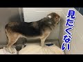 虐待を受け人間不信になった老犬！里親と出会い輝く笑顔に…