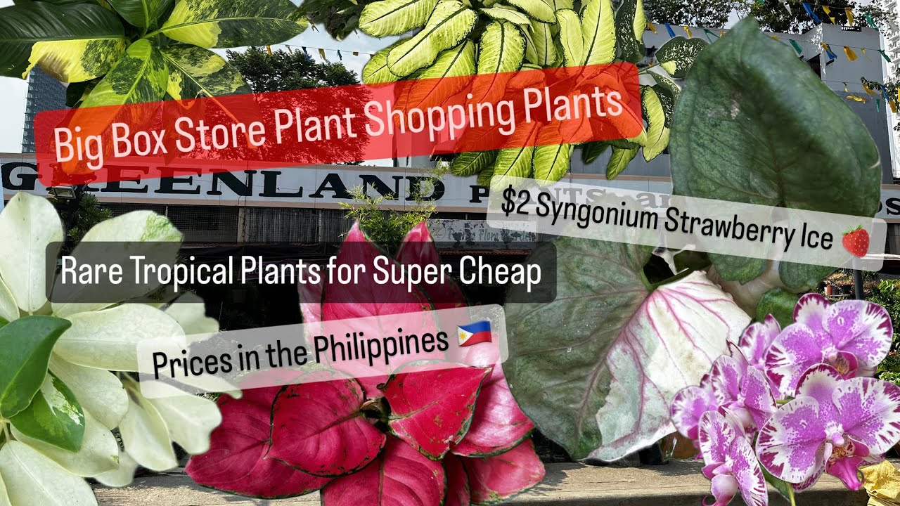 Big Box Store Plant Shopping Alternative Shop Local Plant Nurseries Philippines Tropical Plant