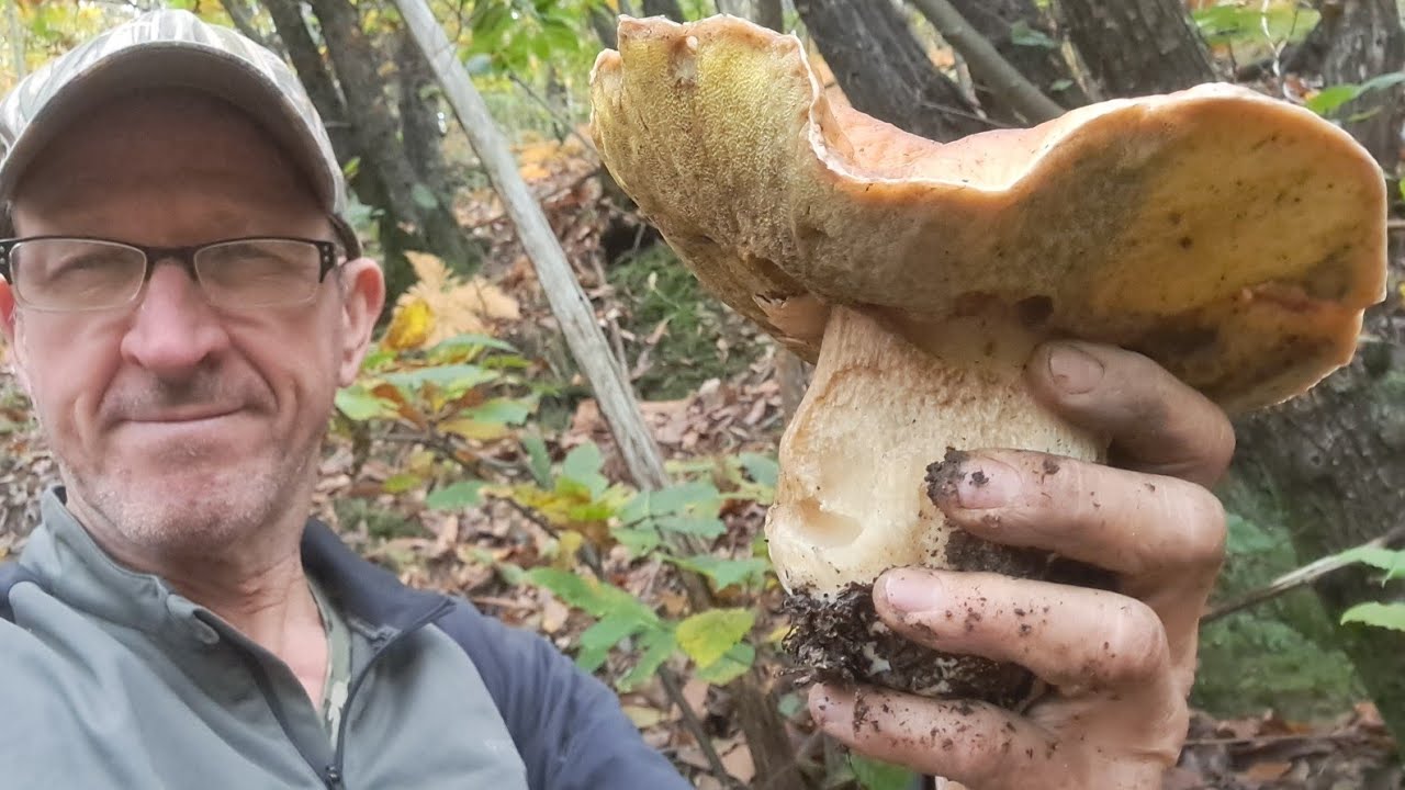 Raccolta di PORCINI d'altri tempi nel CASTAGNO a Levante TUTTOEDULIS