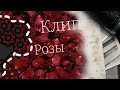 |||❀Розы❀|||Клип|||Gacha life|||ølgå krãç|||