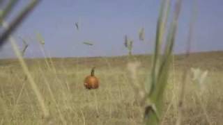 Famous Pumpkin Tannerite Death Net Worth