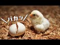 ひよこが卵から生まれたよ 孵化 