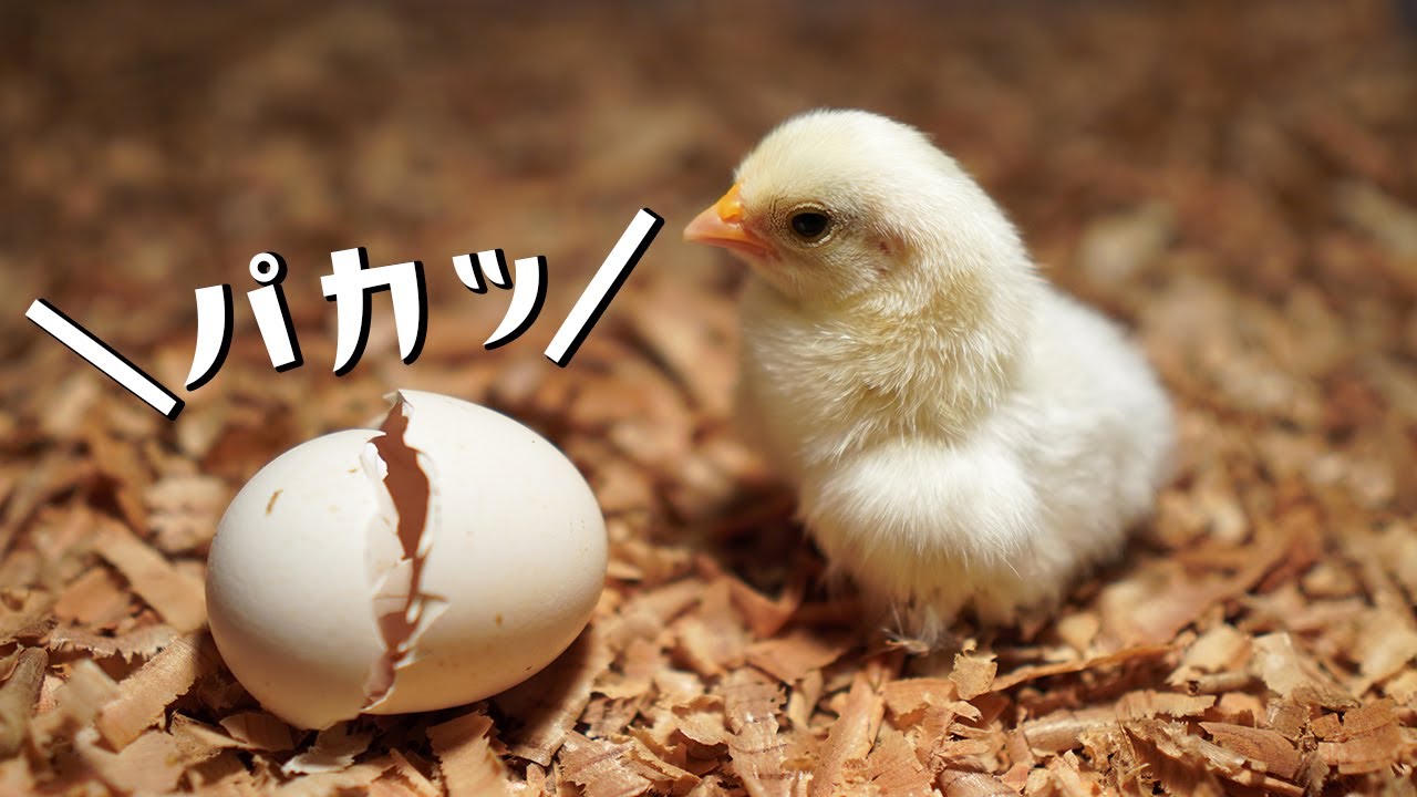 ヒヨコが卵から生まれる瞬間に感動する、かえでくんあーたん！孵化器