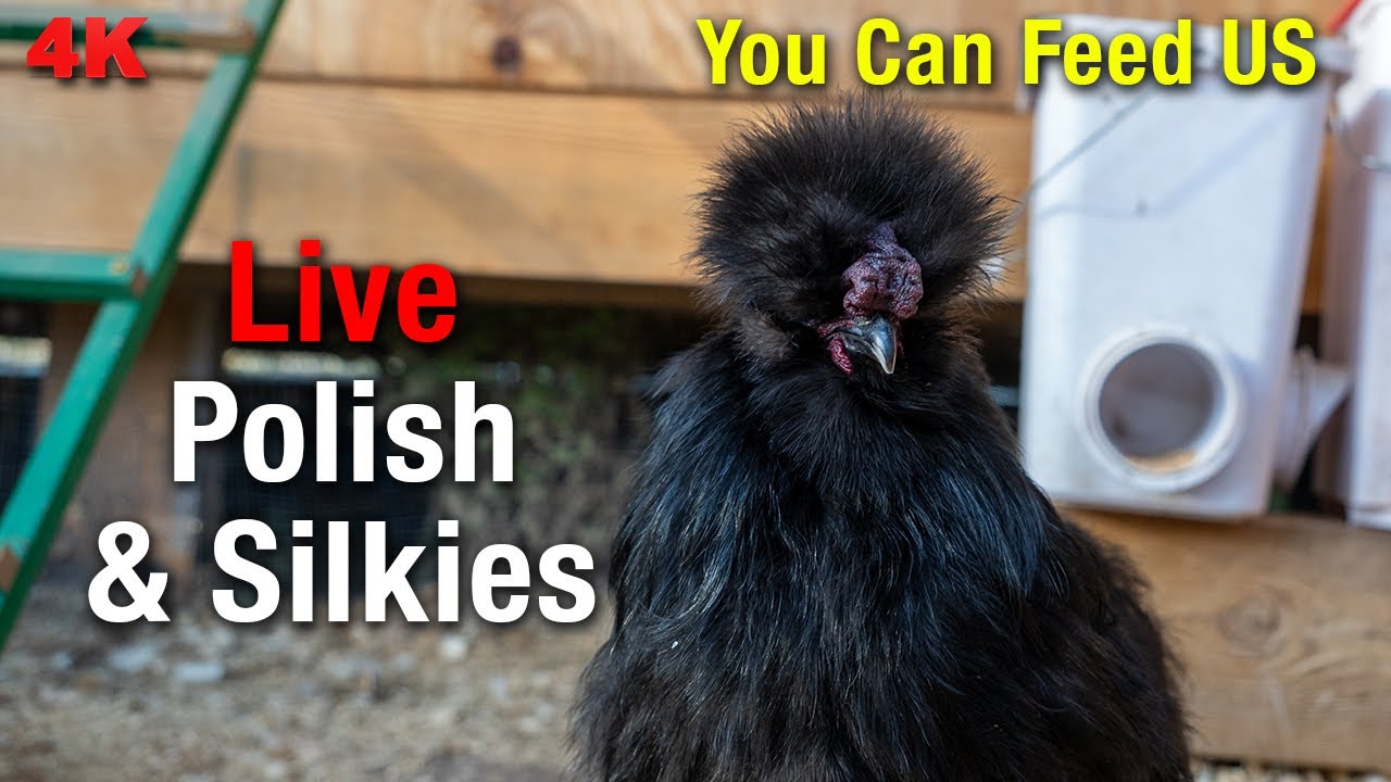 LIVE Silkie Chicken Coop Cam - Watch Your Favorite Flock