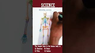 Human Skeleton Diagram Explained | Complete Skeletal System Guide