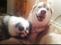 Cute Dogs Trick &quot; Who&#39;s your best friend&quot; Videos Compilation -  Best funny dog vines 2016